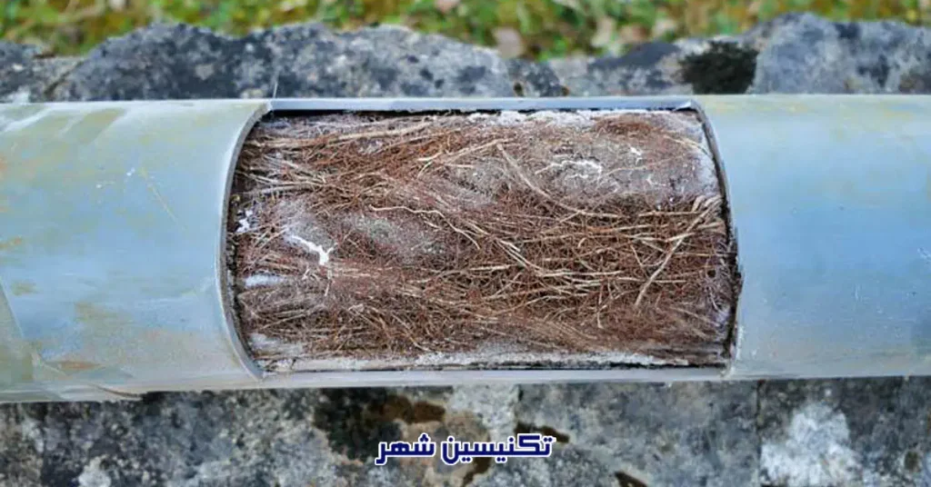 هزینه رفع نفوذ ریشه درخت به لوله فاضلاب